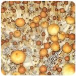 Псилоцибиновые (галлюциногенные) грибы Psilocybin "Golden Teacher" в Заволжье Псилоцибиновые (галлюциногенные) грибы Psilocybin "Golden Teacher" в Заволжье