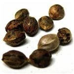 Семена марихуаны АК-47 (Seeds AK-47) в Заволжье Семена марихуаны АК-47 (Seeds AK-47) в Заволжье